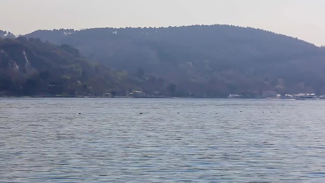 Dolphins in Bosphorus