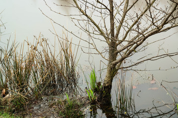 Staw © Daniel