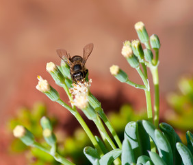 Macro photo of flowers, honey bee