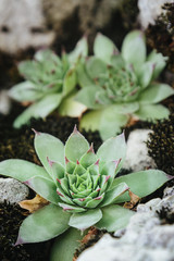 Common houseleek grows from the stone