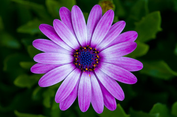 Macro photo of flowers, purple daisy