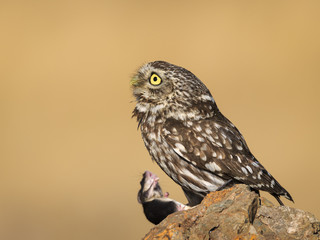 Little owl looking up with caught mouse
