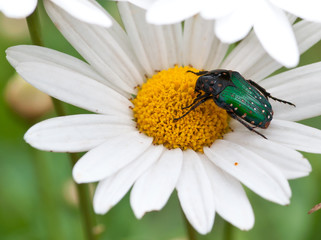 Macro photo of flowers, daisy and green beetle