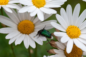 Obraz premium Macro photo of flowers, daisy and green beetle