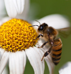 Macro photo of flowers, daisy and honey bee