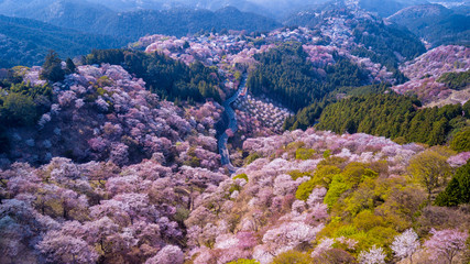 Aerial view over flowered forest