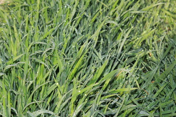 Campo de trigo verde 