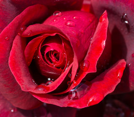 Macro photo of flowers, red rose with water drops