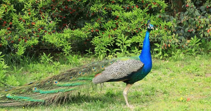 Portrait of a one beautiful peacock