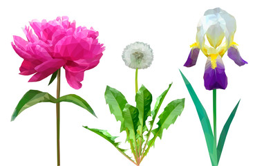 set of flowers dandelion peony and iris