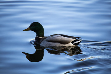 Canard Colvert Mallard mâle au printemps