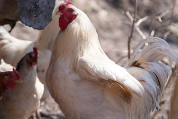 Beautiful healthy cockereland chikens walking on the ground. Concept bird farm.