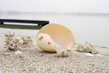 Obraz premium large sea shell