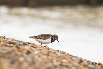 A Turnstone (Arenaria interpres) searching for food on the shingle beach at Aldeburgh in Suffolk