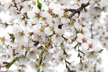 flowering of fruit trees