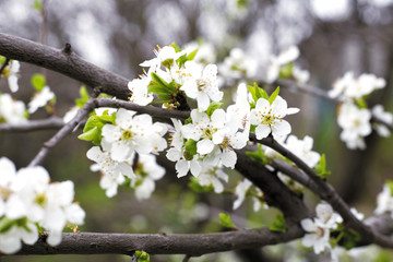 flowering of fruit trees