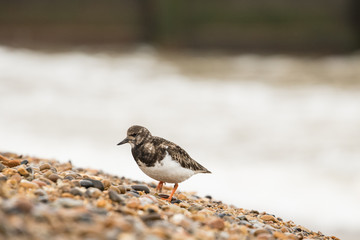 A Turnstone (Arenaria interpres) searching for food on the shingle beach at Aldeburgh in Suffolk