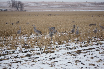 Sand Hill Cranes grazing in a corn field