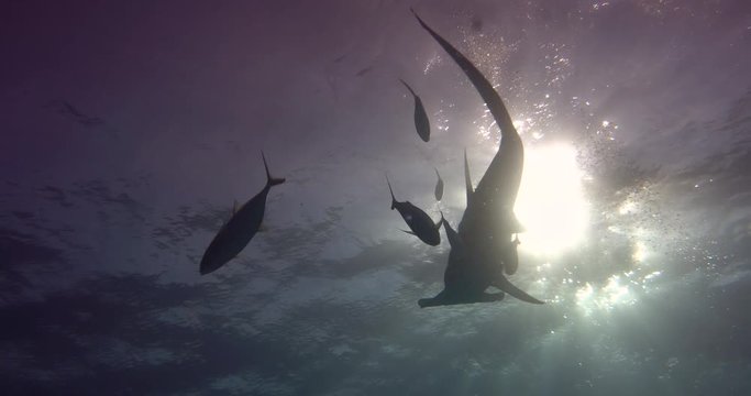 Underwater shooting of sharks swimming in a herd. Concept of: exploration, vacations, snorkeling, exotic places, divers, sharks.
