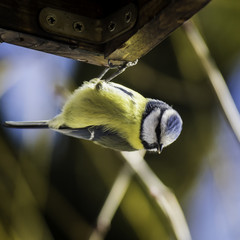 Obraz premium Oiseaux du Grésivaudan - Chartreuse - Isère.