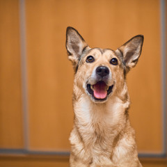 cute dog smiling portrait. Shepherd girl.