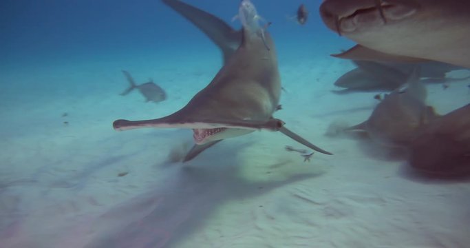 Underwater shooting of sharks swimming in a herd. Concept of: exploration, vacations, snorkeling, exotic places, divers, sharks.