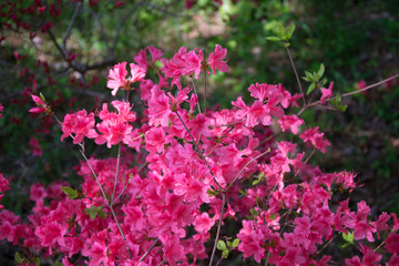 Pink flower bush
