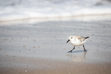 Sanderlings at the Shore