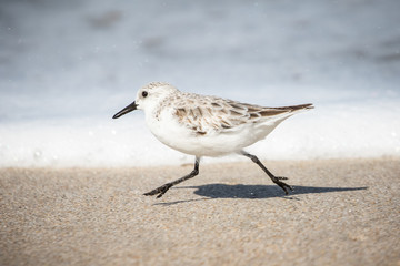 Sanderlings at the Shore