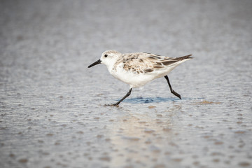Sanderlings at the Shore