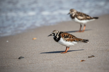 Ruddy Turnstone at the Shore