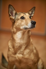 a portrait of a dog looking up.