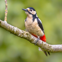 Great Spotted Woodpecker looking at camera