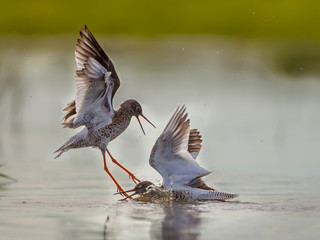 Two fighting Male Common Redshank