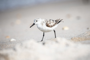 Sanderlings at the Shore