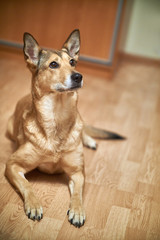 a portrait of a dog looking up.