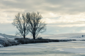 Two trees at the shore of frozen lake in winter landscape, Slovakia