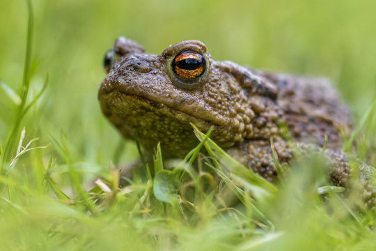 Headshot Portrait of a Common toad