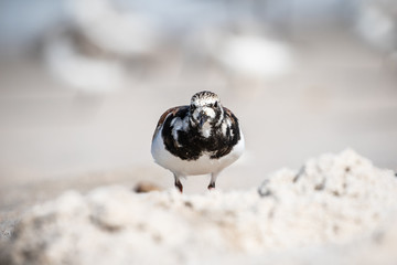 Ruddy Turnstone at the Shore