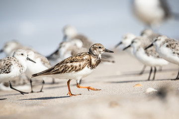 Ruddy Turnstone at the Shore
