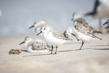 Sanderlings at the Shore