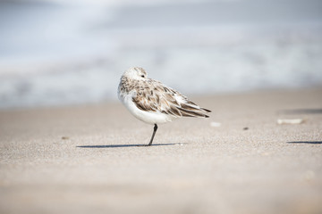 Sanderlings at the Shore