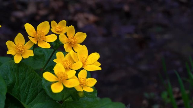 Kingcup or Marsh marigold-Caltha palustris - (4K)	