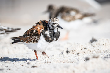 Ruddy Turnstone at the Shore