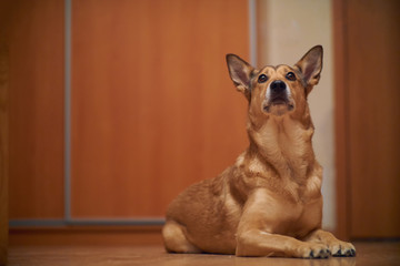 portrait of a cute dog. Shepherds. with protruding ears.