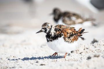 Ruddy Turnstone at the Shore