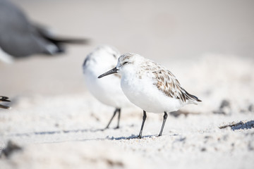 Sanderlings at the Shore