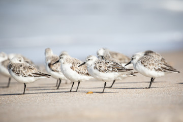 Sanderlings at the Shore