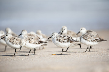 Sanderlings at the Shore