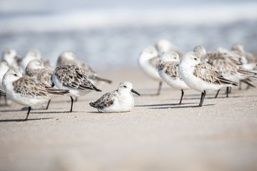 Sanderlings at the Shore